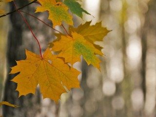 Гороскоп для всех знаков Зодиака 14 ноября 2025: Рыбы будут бдительными, а Весы уделят внимание мелочам