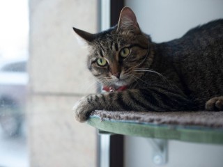 Грозит штраф и выселение: вышел запрет на содержание кошек в квартире