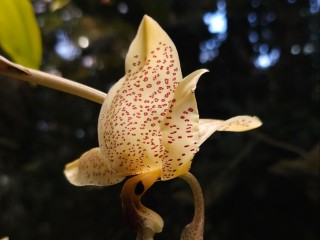 Бывает только в джунглях и в Московском регионе: что случилось среди зелени