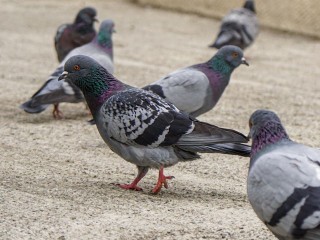 Все новое — это хорошо забытое старое: голуби-биодроны заменят БПЛА