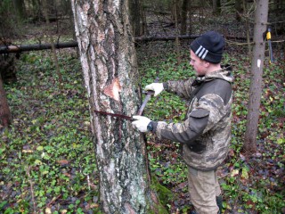 На месте ельников, уничтоженных короедом у Хатуни, высадят новый лес