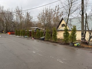 Вместо мусора теперь растут туи: власти с жителями навели порядок на обочине улицы в деревне Пирогово