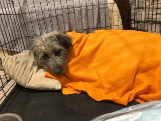 В Королеве ищут хозяев для собаки, попавшей в ловушку