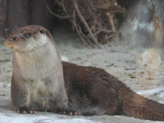 Фантастические твари и где они обитают: речные выдры Подмосковья готовят зимние «квартиры»