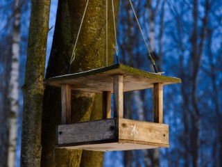 Зимние птицы в Подмосковье: где в «Лосином острове» наблюдать снегирей и чем их можно подкармливать