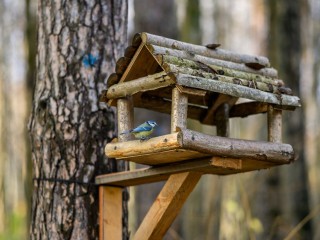 Синичкин день — время заботы: что нужно знать любителям птиц, чтобы помочь, а не навредить — простые советы от экспертов