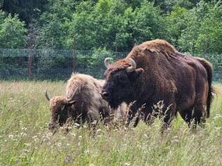 «Не ходите в лес в одиночку»: с фермы в Шаховской сбежали дикие яки
