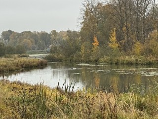 Чтобы не топило огороды: в Сергиевом Посаде начали чистить заросший ручей