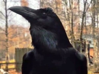 Говорящий ворон Карлуша и «беглая» ворона-болтушка обзавелись апартаментами в Кашире