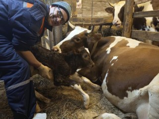 Акушер для буренки: пожарный из Сергиева Посада, принимавший роды у женщины, освоил новое ремесло