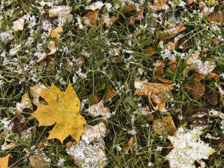 Синоптик Вильфанд раскрыл, когда температура в Подмосковье впервые опустится ниже нуля