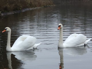 Отапливаемые домики на случай морозов приготовили для лебедей в усадьбе Якова Брюса
