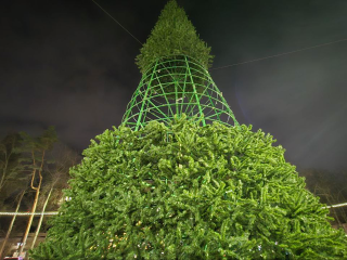 Новогодняя магия начинается: первую городскую елку собирают на площади Жолио Кюри