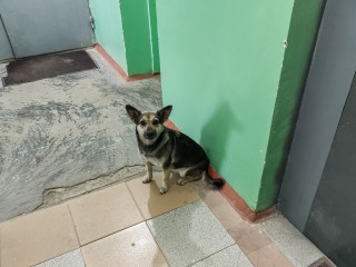 За выгул животного в подъезде можно получить штраф и лишиться питомца