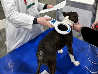 Грандиозный парад друзей человека: как подмосковные ветеринары справились наплывом собак из 40 стран мира на всемирных выставках