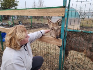 Биолог рассказала, почему пятнистые олени из Солнечногорска ведут себя как кошки