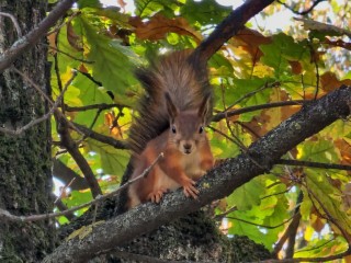 Беличья память: сколько припасов надо подмосковным белкам и почему они забывают о тайниках с деликатесами