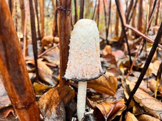 Гриб-камикадзе обнаружили в Алексеевском лесопарке