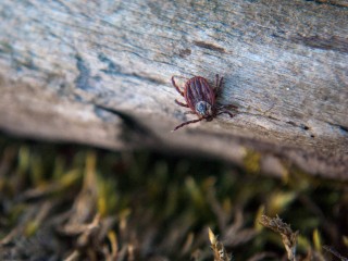 Страдающие бессонницей клещи могут вызвать инфекционный шок