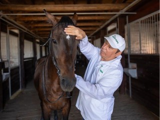 Элитная конюшня Подмосковья: 24-летний Петергоф стал патриархом табуна и звездой племкниги
