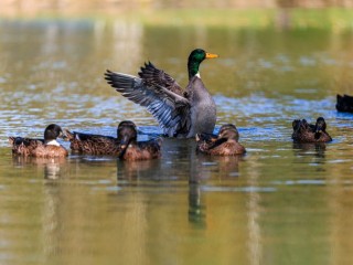 Утки не улетают: как теплая осень отразилась на фауне Московского региона