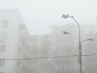 Туманное утро и пасмурный день прогнозируют в Жуковском 13 ноября