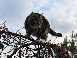 Кот-тайфун: какие породы превратят жизнь хозяев в сплошное приключение