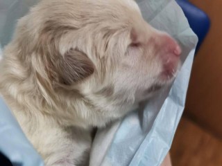 Собачье счастье: история спасения новорожденного лабрадора, потерявшего маму