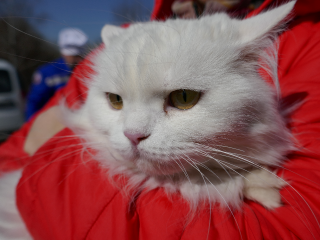 Вакцинировать и чипировать: где будут работать мобильные ветпункты в Можайске на этой неделе