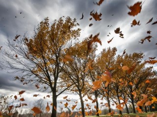Ветер сбивает с ног: «желтый» уровень опасности объявлен в Подмосковье