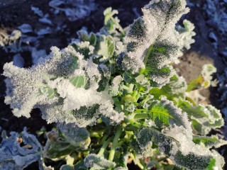 Гидрометцентр РФ: в Подмосковье идут заморозки до -4 градусов