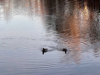 Всего 40 голосов: единственный пруд от Раменского округа может остаться без очистки