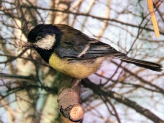 Сотни километров ради редких пернатых: какие краснокнижные виды птиц обнаружили подмосковные бердвотчеры