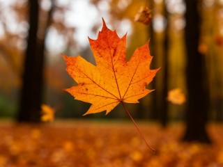 В Балашихе ожидается усиление ветра до 15 м/с