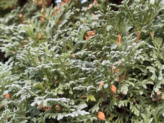 Первые 20-градусные морозы пришли! Минусовые отметки подкрались вплотную к Подмосковью, сообщает синоптик Леус