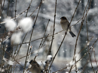 Морозы и снег уже на подходе: синоптик Вильфанд спрогнозировал резкое похолодание