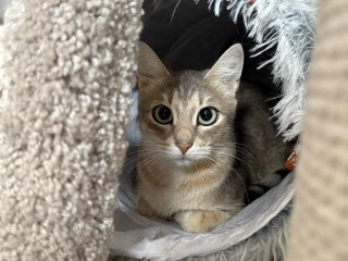 Жители Котельников спасли девять котов, заживо замурованных в подвале дома