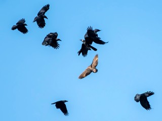 «Рвали перья в полете»: жестокое нападение ворон на сову сняли жители Люберец