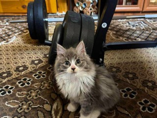 «Приступил к тренировкам вместе со мной»: глава Талдомского округа представил подаренного судьбой кота Пуфика