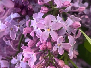 Погодная аномалия повлияла на сирень: почему она может зацвести в ноябре в Подмосковье