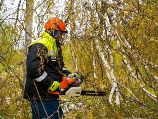 В Орехово-Зуеве ограничат движение транспорта из-за опиловки деревьев