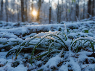 Загадочный феномен природы: леса под Наро-Фоминском покрылись «Ледяными волосами»
