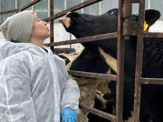 От парты к пастбищу: как будущие ветврачи Сергиева Посада ставили прививки и чипы коровам