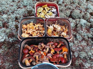 Несмотря на заморозки, грибы в Луховицах еще есть