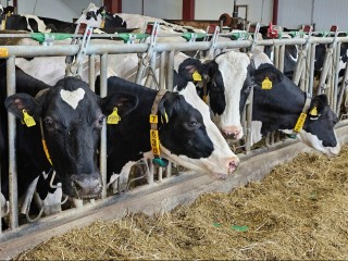 Ферма в Озерах вошла в топ-30 самых эффективных молочных хозяйств России