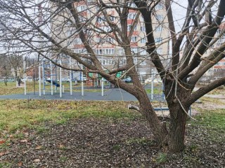 Сухие ветки обрезали возле спортивной площадки на улице Михаила Марченко