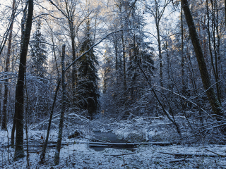 Зима обойдет стороной? Температура в Подмосковье снова поднимется до плюсовой