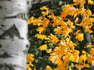 Сильнейший ветер с порывами до 15 м/с ожидается 14 ноября в Подмосковье