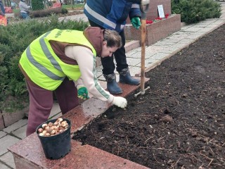 Алые, золотистые и лиловые: 30 тыс. тюльпанов высадили в Истре к весне