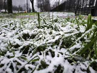 В первый день зимы +5: синоптики объяснили, почему Подмосковье не увидит снега